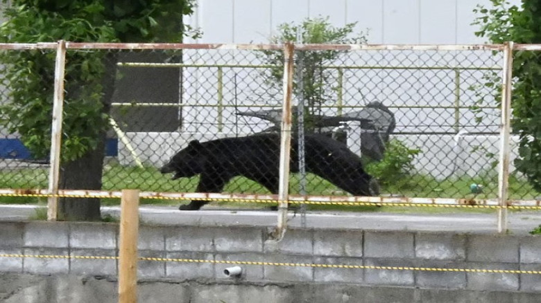 Mass school closures in Japan city as bear roams streets