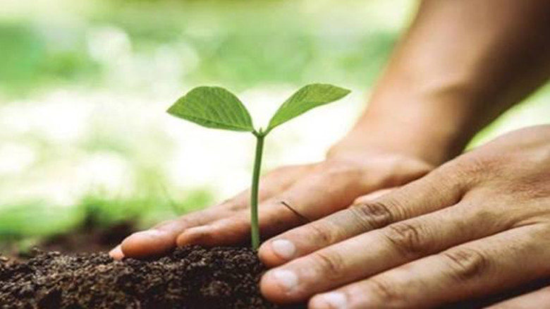 ‘Tree Monitoring App’ to ensure digital tracking, survival o