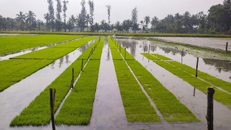 DAE targets Aman seedbeds on 16,464 hectares in Khulna regio
